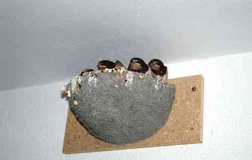 Rauchschwalben-Nest